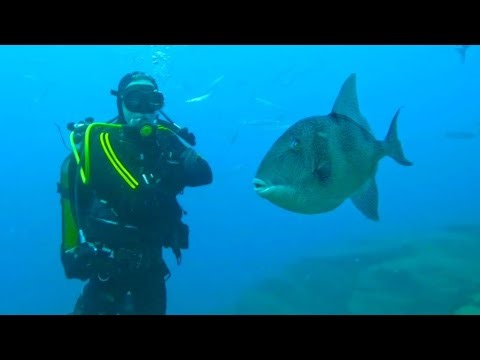 Gripping Underwater Footage: See Triggerfish Swim Elegantly Around Scuba Divers!