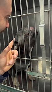 She was excited for her spay procedure #drtom #fyp #foryou #veterinarian #viral #fun #work #veterinariansoftiktok #animaldoctor #dog #puppy #puppiesoftiktok #frenchie | Thomas Hamilton