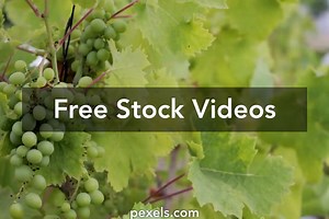 Grapes Videos, Download The BEST Free 4k Stock Video Footage & Grapes HD Video Clips
