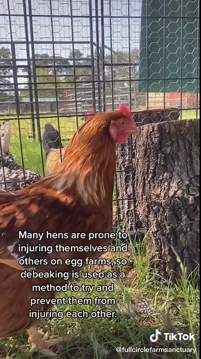 Understanding Debeaking in Chicken Farming
