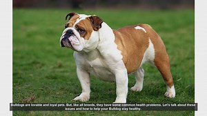 Caring for Your Bulldog: Common Health Issues and Solutions