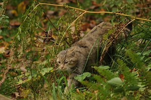 Chat Sauvage ou chat haret ? - Nature d'ici et d'ailleurs