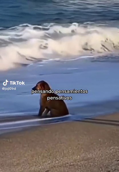 Pensando en Pensamientos - Memes y Reflexiones