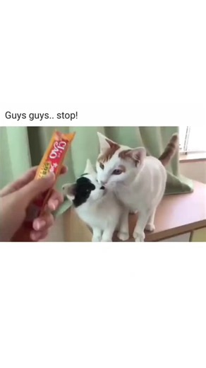Funny Cats Compilation: Cute Kitten Moments & Fails