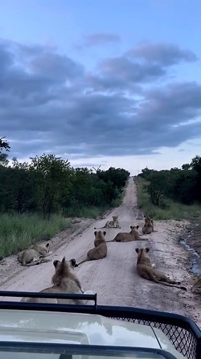 African roadblock!🌍 The best roadblock you can ask for whilst out on safari. The Nkuhuma pride gave our guest an incredible sighting yesterday afternoon, and to make things even better, Tortoise Pan male leopard chased a scrub hare almost into the pride! - #lions #pride #biganimals #bigcats #animalsofinstagram #sabisands #greaterkruger #nkorho #nkorhobushlodge #travelnkorho #wildlife #wildlifeonearth #animal #loveanimals #nature #africa #africanamazing #africatravel #southafrica #safari #safari