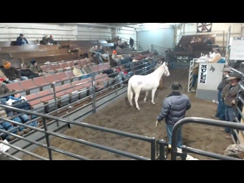 Jan 2018 Annual Reese Mules Colt Sale