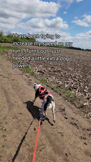 Canicross: Unleash Your Dog's Power on the Trails