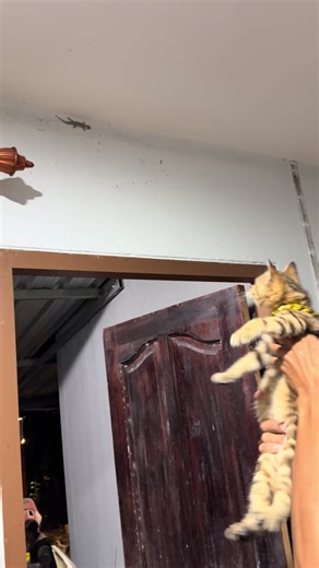 แมวนักล่าจิ้งจก: ของเล่นแมวน่ารักๆ