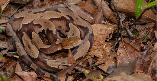 Are Copperheads Poisonous or Dangerous?