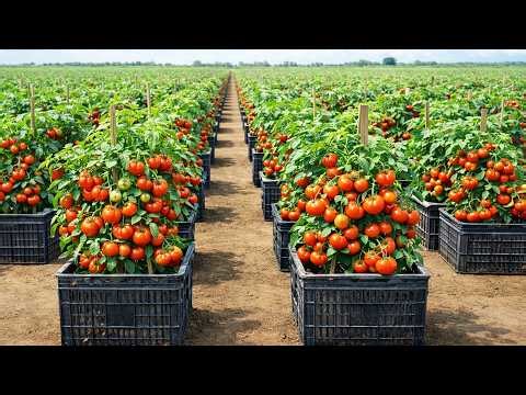Massive Tomato Harvest in Plastic Tubs – My Secret for Loaded Plants