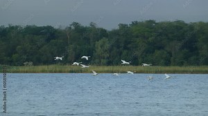 Flock of swans gracefully landing on water in slow motion. Slow motion swans footage wildlife. Bird watching