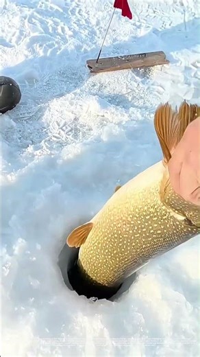 Ice Fishing Mastery: How a Small Hole Yields a Giant Pike