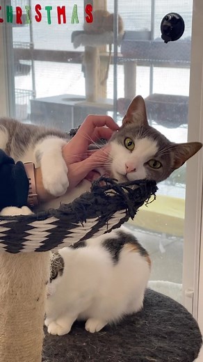 3.7K views · 1.5K reactions | Audrianna is such a sweet little girl who loves the sanctuary! ❤️ #audrianna #furball #sanctuary #sosweet #polydactylcat #catsanctuary #catlovers #toocute #adorable #furballs #cute #love #petme #furballfarmpetsanctuary | Furball Farm Cat Sanctuary | Facebook