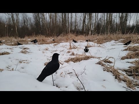 First crow hunt of 2025. nonstop action (lots of tips)