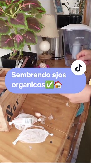 Cultiva tus propios ajos en casa y olvídate de comprar en el mercado