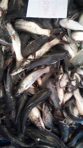 Jita big Tengra 430 taka per kg 01723507913