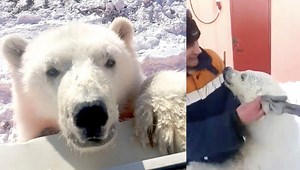 Orphaned Polar Bear That Loved to Hug Arctic Workers Gets New Life
