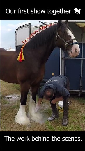 Getting my Shire horse ready for our first show 🐎