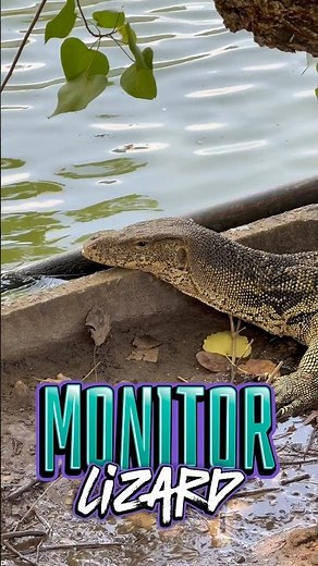 Water Monitor Lizard , Bangkok , Thailand