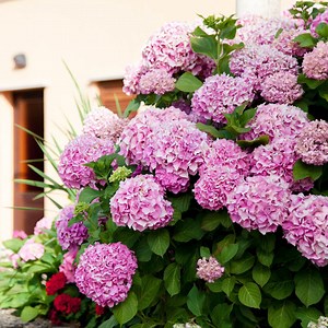 How Big Does a Hydrangea Get? 9 Lovely Large & Small Varieties That Will Fit Perfectly Into Any Landscape