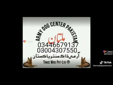 Army dog centre Multan cantt