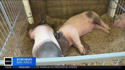 Pork producers lobby for new farm bill to counter California Prop 12