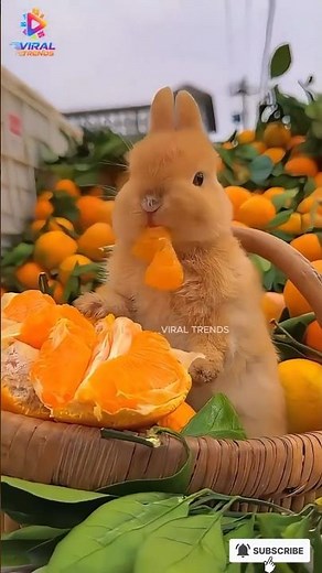 Cute Bunny Eating Oranges | Adorable Heartwarming Baby Rabbit Short | Viral Trends