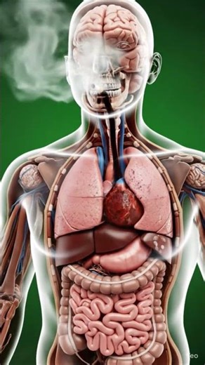 The Bad Effects of Smoking on the Human Body |3D Health Animation