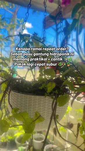Tak perlu laman besar tapi satu pasu gantung hidroponik ni je dah cukup cantikkan rumah 🪴✨ #landscape #pasu #potbunga #garden #fyp