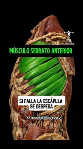 🦾🫁 El músculo serrato anterior fija la escápula a la pared torácica y permite elevar el brazo con estabilidad, siendo clave para un hombro fuerte y funcional. #SerratoAnterior #AnatomíaHumana #SistemaMuscular #HombroEstable #Medicina | 𝐴𝑝𝑟𝑒𝑛𝑑𝑒 𝑑𝑒 𝑠𝑎𝑙𝑢𝑑 , 𝑙𝑒𝑎𝑟𝑛 𝑎𝑏𝑜𝑢𝑡 ℎ𝑒𝑎𝑙𝑡ℎ