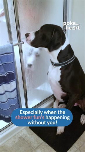 11K views · 77 reactions | When you’re not invited to the shower party. #DogJealousy #FOMO #GreatDaneFeels | Poke My Heart | Facebook