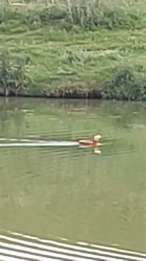 The Beautiful Ruddy Shelduck – The Red Shelduck in Nature” 🦆Califarul Roșu #viral #birds #nature