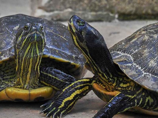Male vs Female Yellow-Bellied Slider Turtle: How To Tell The Gender - Reptile Scout