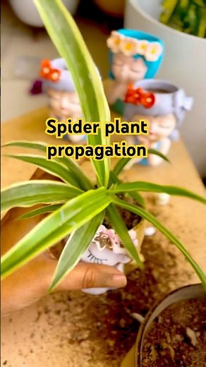 How to Grow Spider Plant Babies: A Step-by-Step Guide#gardening #plantcaretips #spiderplant