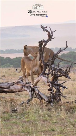 🦁🦁 Lions On A Fallen Tree 🦁🦁 #vivoX300pro #wildlife