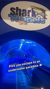 Did you know! 🦈 Here at Blue Planet Aquarium we have not one but TWO shark tunnels… Twice the fun! 🦈🦈 #blueplanetaquarium #aquarium #thingstodonorthwest #summerholidays #OceanExplorer #summerfun #familyfun #sharktunnel | Blue Planet Aquarium