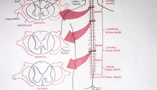 10 Interesting Facts About the Spinal Cord - HRF