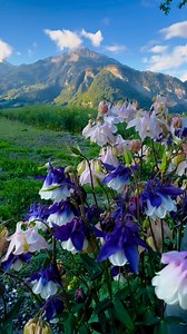 📍Igis Switzerland🇨🇭 #fbreelsvideo #fbreels #fbviral | Dess Travels