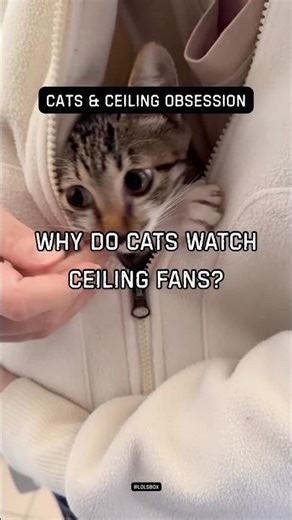Why do cats watch ceiling fans? Repetitive motion holds attention.
