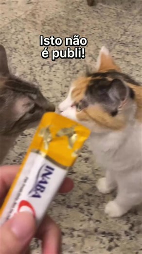 Dando medicação com Churu. Gente, os resultados foram melhores do que eu esperava. O Churu está em promoção na Petz: https://danbaeta.parceiropetz.com.br/produto/pure-churu-galinha-para-gatos-56g (Vem 4 pacotinhos) - Use o cupom 15PARCEIROPETZ para 15% de desconto . Lembrando que isso não é publi, mas se você comprar nesse link me ajuda bastante :) Lembra de usar o cupom para ficar mais barato! . . Quer marcar uma consultoria? Manda mensagem pelo whatsapp: (21)99807-8548 . . #beafelino #beadegat