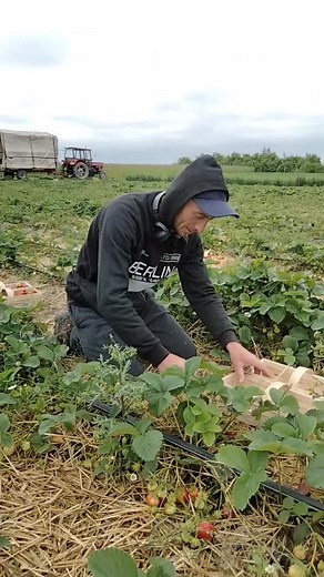 Picking Fresh Strawberries in the Field