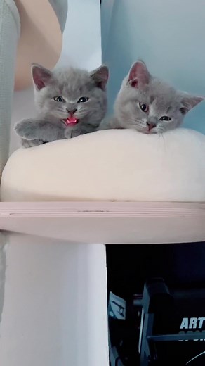 #catsoftiktok #catathome #catlife #catlover #catfamily