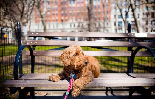 How Much Are Goldendoodles? 2025 [Price Guide] - OodleLife®