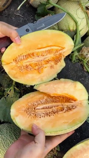 Panen Melon Segar Manis Sekali! #shorts #trending #satisfying #panen #viral #farming #ideas