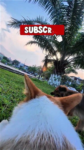 Dog POV Outdoor Park Run Experience ... #DogPOV #DogRunning #DogPark #OutdoorDog #PetPOV