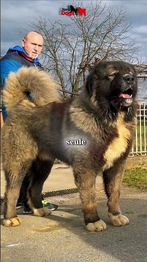 These 3 Dogs Would Actually Destroy a Wolf Pack