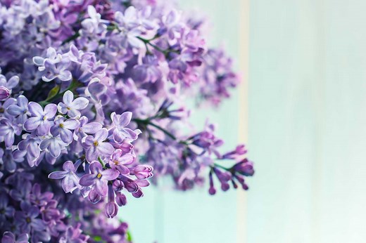 How to Keep Cut Lilacs Fresh