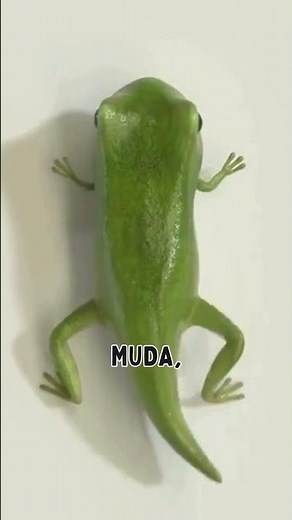 Siklus Hidup Katak Dijelaskan Mudah #siklus #hidup #katak #metamorphosis #biologi #hewan #sains