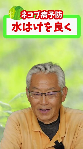 家庭菜園や農園の土作りでキャベツのネコブ病を予防！キャベツを守る土作りのポイントを解説！【農園ライフ】#shorts
