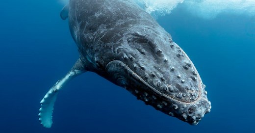 Hairy Whales: Discovering the Sensory Secrets of Marine Giants